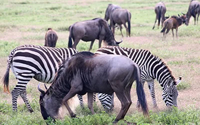 wild beast migration