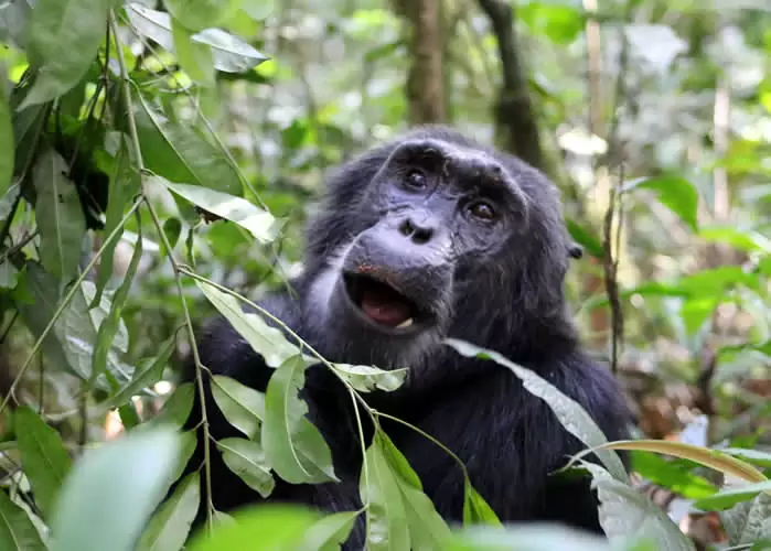 chimpanzee tracking