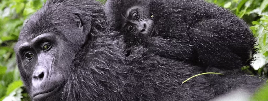 volcanoes national park