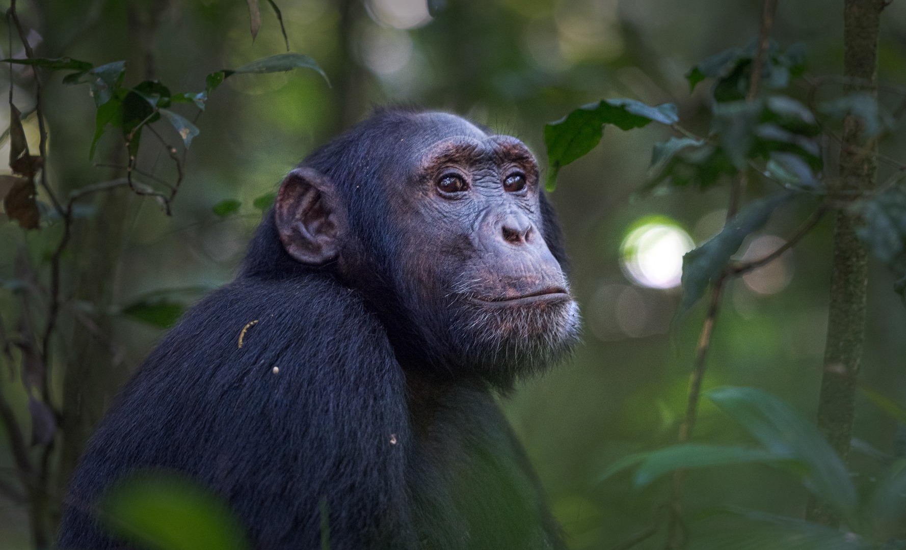 Chimpanzee Habituation In Kibale National Park