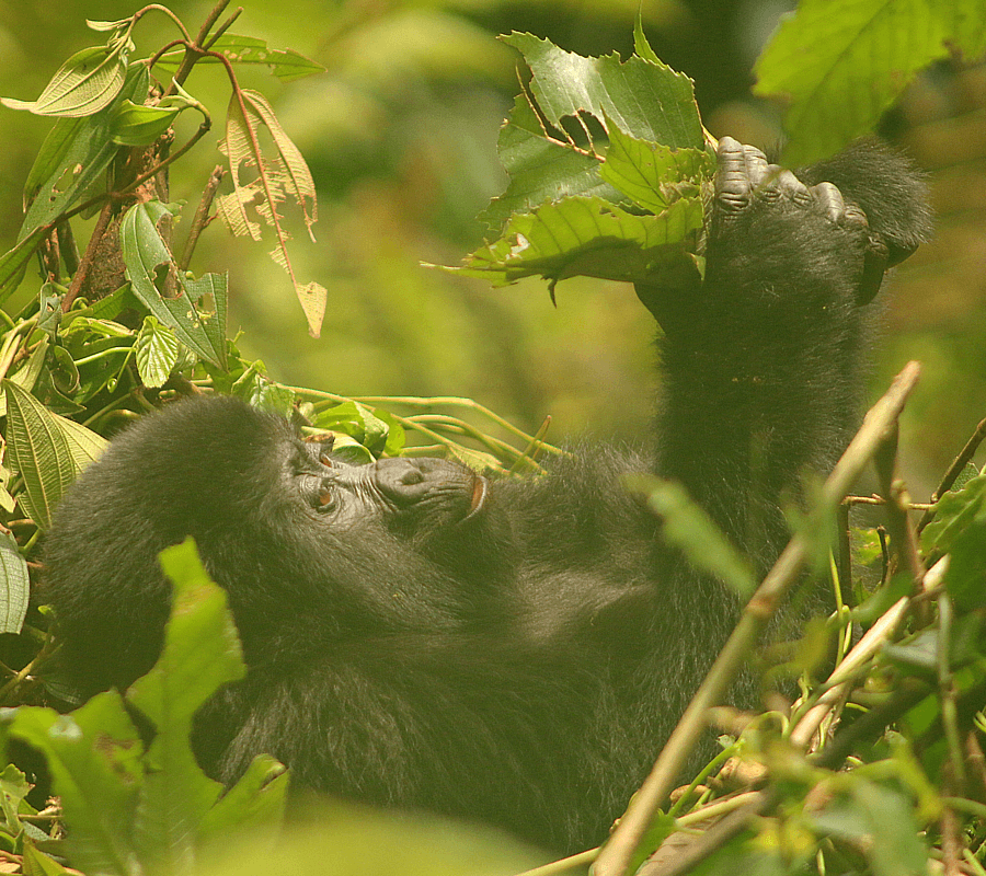 Gorilla Uganda Trip