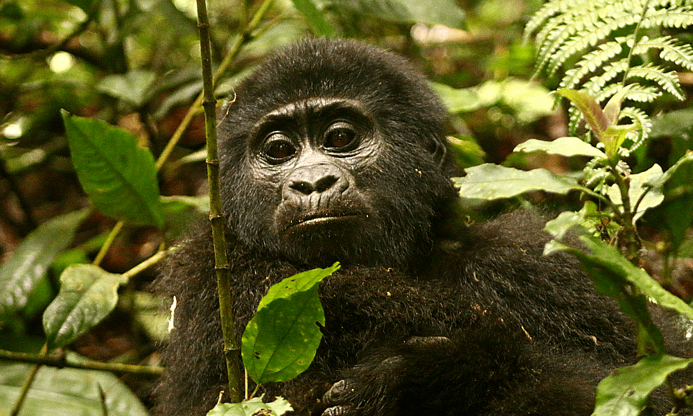 Gorilla Uganda Trip