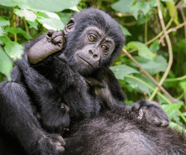 Gorilla safaris In Uganda
