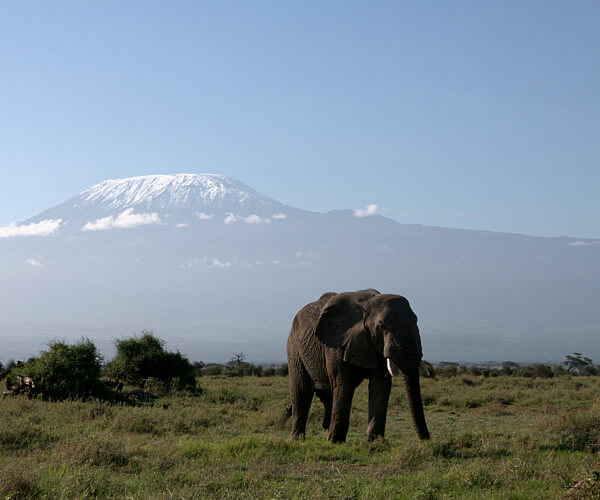 Safaris kenya