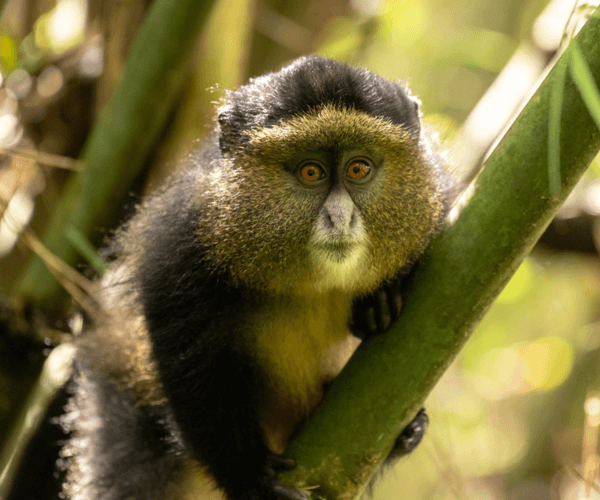 Golden Monkey Uganda