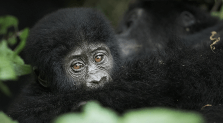 Gorillas in Bwindi Forest Uganda