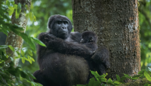 Gorilla Census In Bwindi