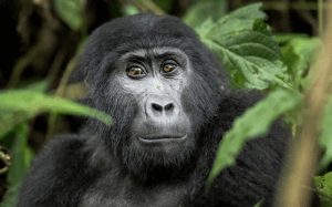 Golfing and Leisure in Uganda