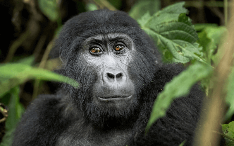 Golfing and Leisure in Uganda