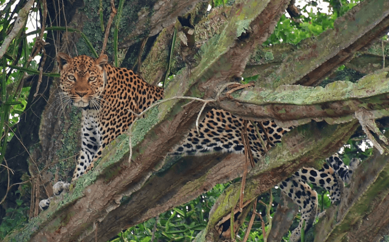 Golfing Safari Uganda