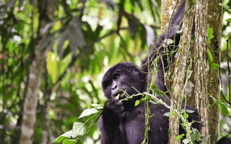 Golfing Safari Uganda