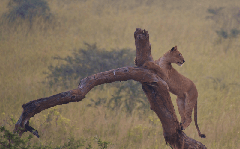 Golfing Safari Uganda