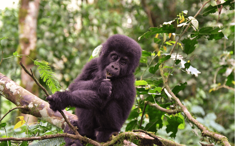 Gorilla Census Uganda