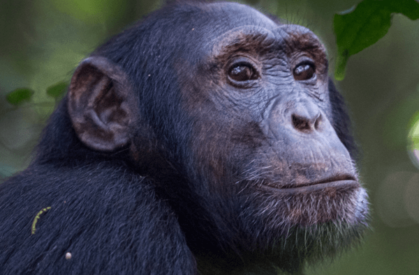 Uganda Primates