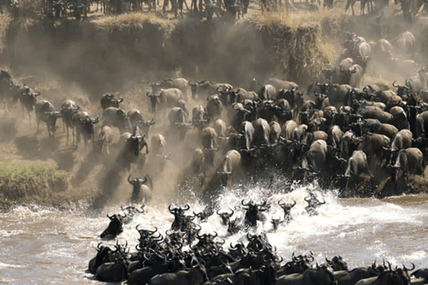 Masai Mara Great Migration safari