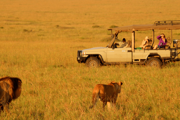 Africa safari