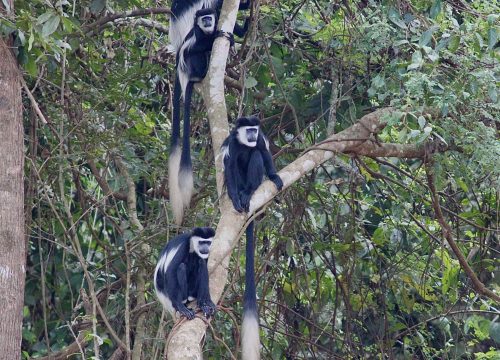 black colobus monkey